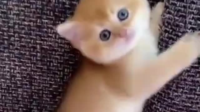 OMG So Cute Cats ♥ Best Funny Cat Videos 2022#Shorts