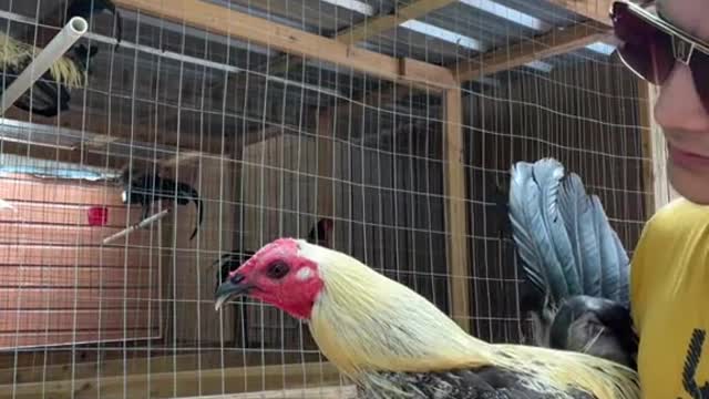 los gallos son los mejor de lo mejor brother saludos desde Honduras 🐓