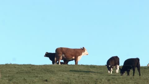 Cows in the blu sky grazing