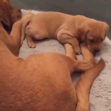 puppy bites its tail and falls