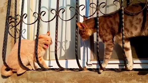 Cats quarrel. Fighting cats 😂 (Interesting and funny cat video)