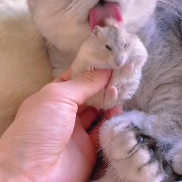 Mom Cat Takes Front Cyring Home Bedroom Cat From