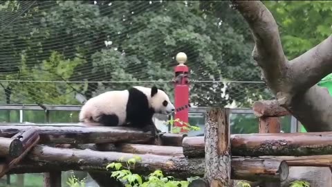 Baby Panda enjoying the rain