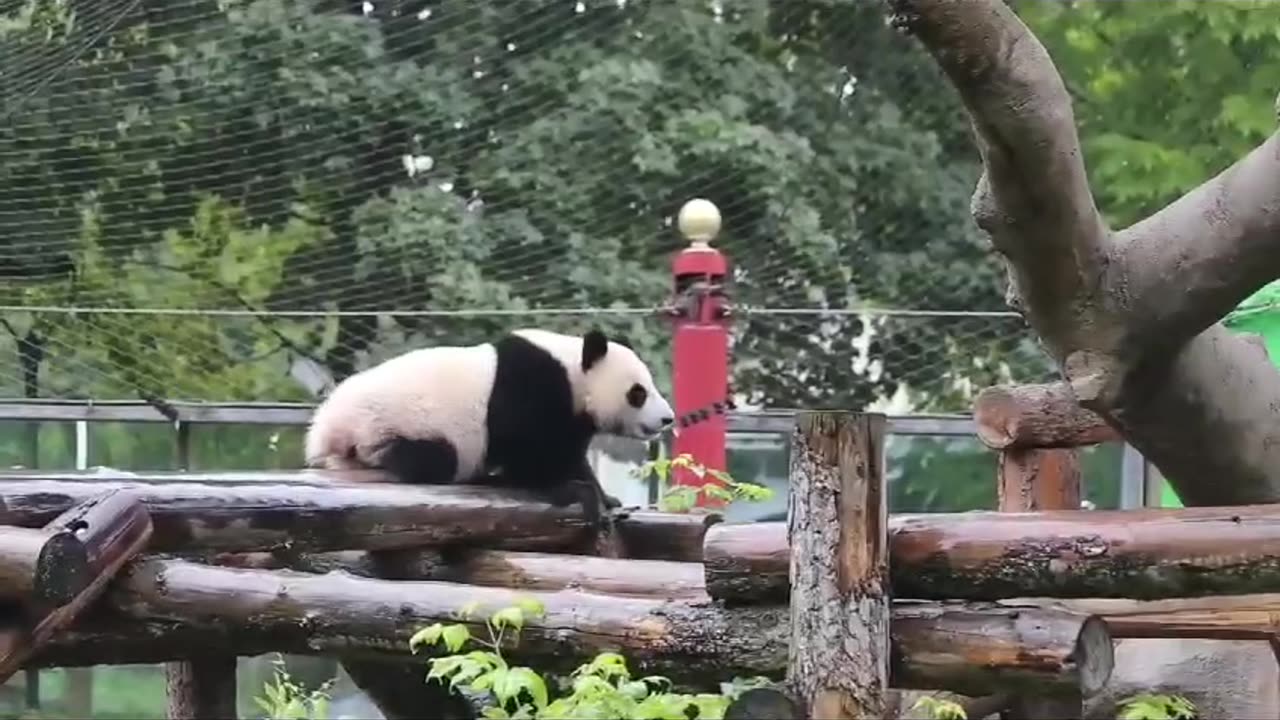 Baby Panda enjoying the rain