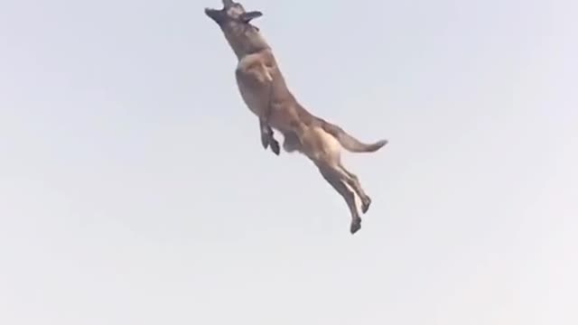 Flying Amazing dog 2021