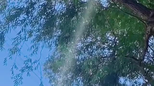 # PetsBadass. The dog climbed the tree