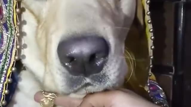 Cute labrador #dog funny video