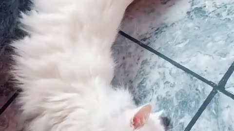 Cat video Playing Beautifull cat video Playing