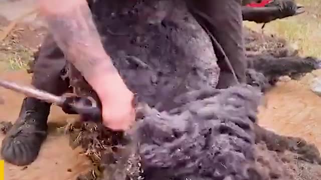 Incredible satisfied sheep shearing