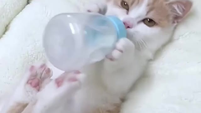 Gatto 🐈⬛ bebè 👶