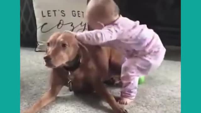 funny cut dogs and babies Cut dogs engraçados e bebes #shorts