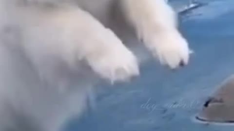 Lovely Dog's 💗😻 so so cute