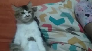 cat is relaxing part 2