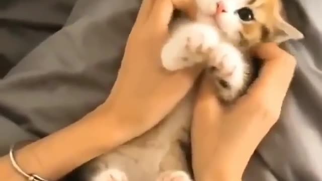 Lovely cat😍^.^