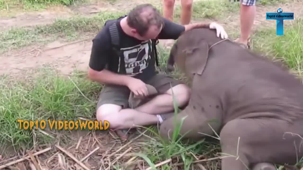 Top 20 Cute And Funny Baby Elephant Videos Compilation