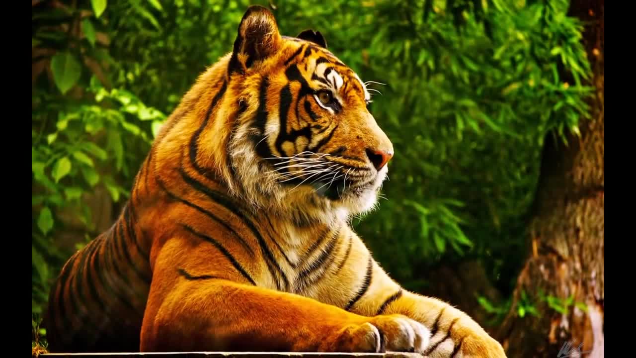 Best Animal Wallpapers