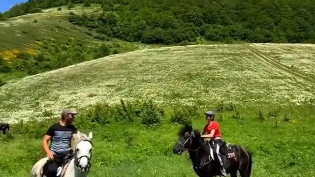 Beautiful Nature - Horses