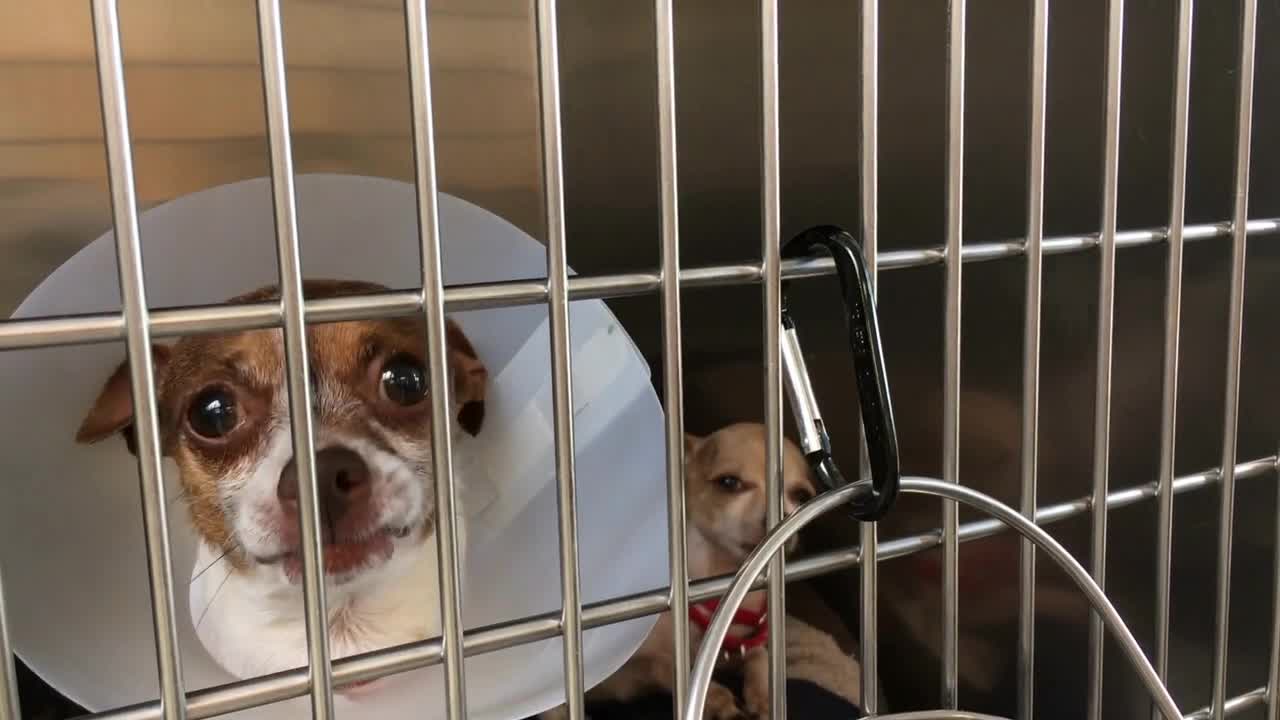 Sad Chihuahua Dog stuck in kennel cage