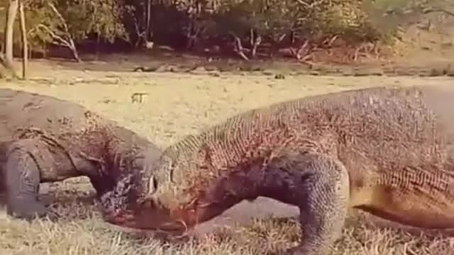 KOMODO FIGHT