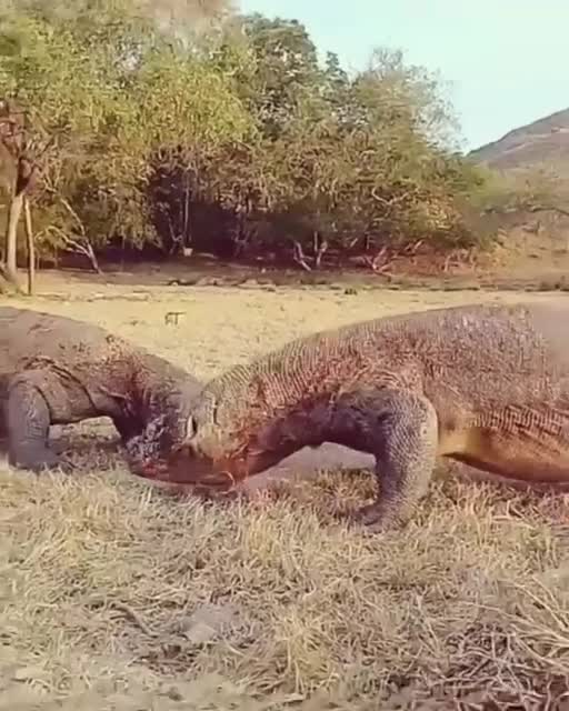 KOMODO FIGHT