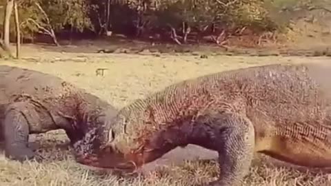 KOMODO FIGHT