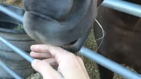 Horse shows off gross teeth