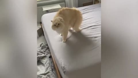 Cat 🐈 Doing Funny 😜 Acting
