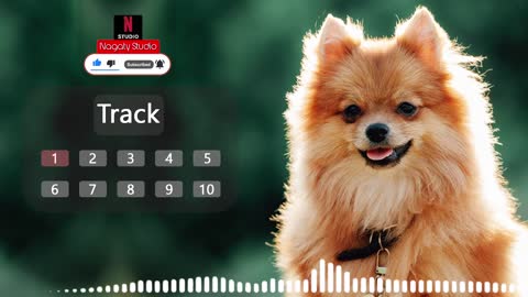 dog traning