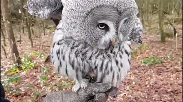 Owl is become a dancer