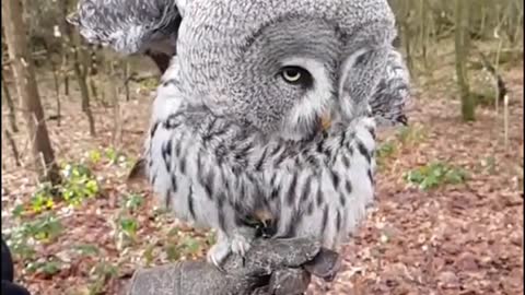 Owl is become a dancer