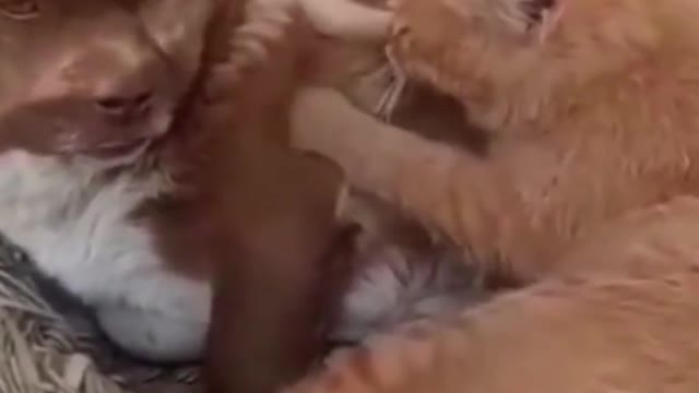 Funny Cat Kneading on Dog #shorts