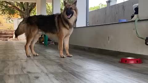 Togo the German shepherd 8 months baby...