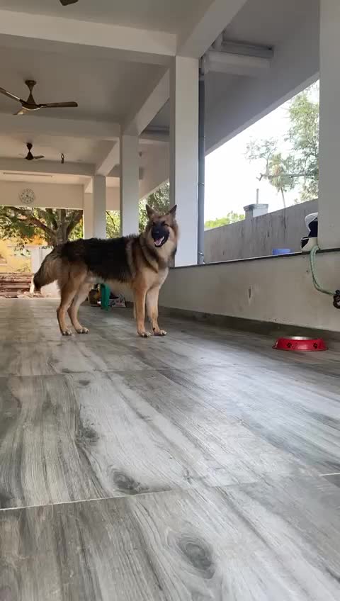 Togo the German shepherd 8 months baby...