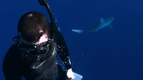 Few divers encountered Sharks.