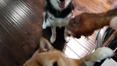 Husky empuja a un Shiba Inu y va en busca de comida