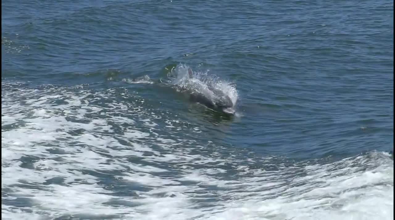 Wild Dolphin Swimming in Sea Compilation.