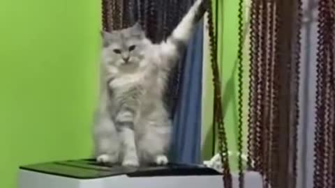 Funniest cats in the world