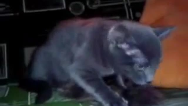 Funny video. The cat is dancing.