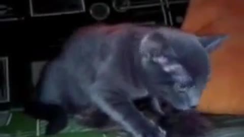 Funny video. The cat is dancing.