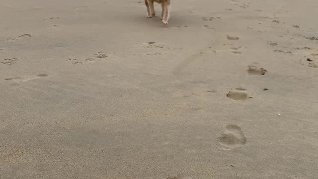 Beach Loving Pup