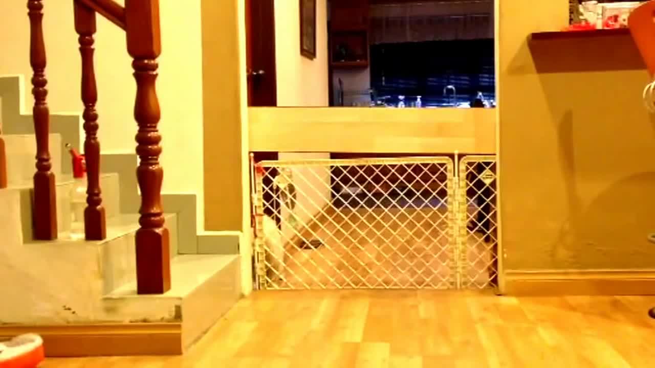 Shih Tzu finds creative ways to escape gate