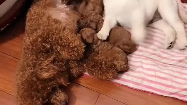 Funny Animals🐶Cats and 😻Dogs- Fuker Funny Pet Animals Videos