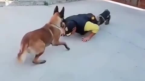 A dog who likes to exercise