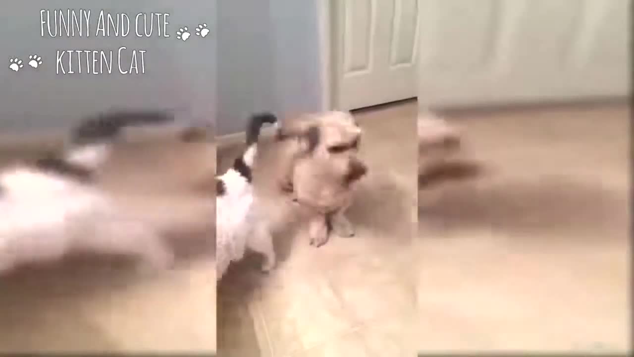 Funny cats vs funny dogs