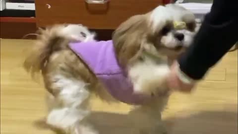 A pet dog who can dance with spirit!