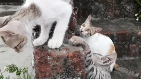 Cute and Funny Kittens