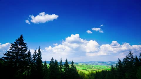 Lovely summer scene in the mountains