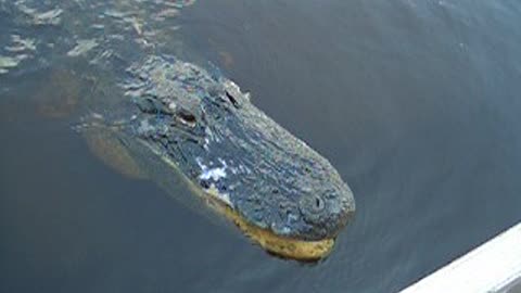 Paparazzi Tourist Gets Camera Eaten By Alligator