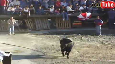 funny video bullfights