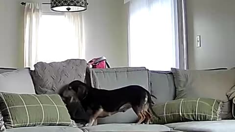 Security Cam Captures Dog Getting Cozy on the Couch